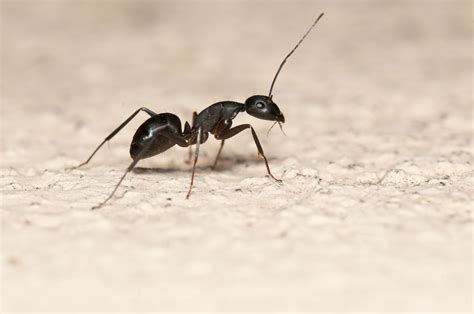 陰陽學說 房間長螞蟻